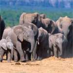 Addo Elephants